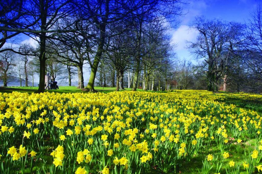 Daffodils-in-Ireland-in-April-2-1024x683